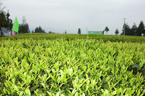 茶树栽培与茶叶加工