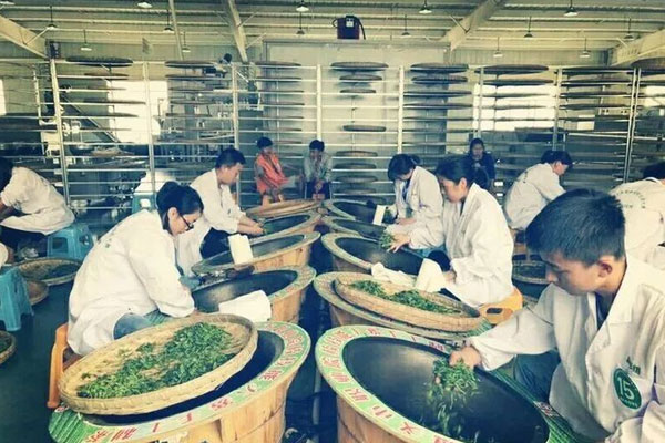 湄潭县中等职业学校茶叶生产与加工专业